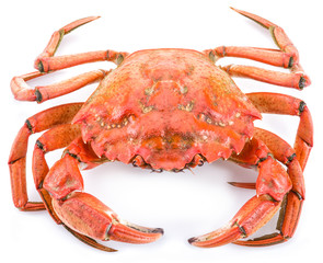 Cooked crab on a white background.