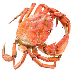 Cooked crab. File contains clipping paths.
