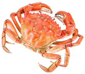 Cooked crab. File contains clipping paths.