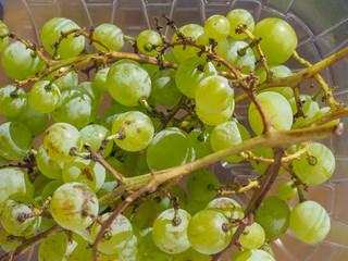 White grape fruits