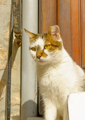 At Hydra island in Greece