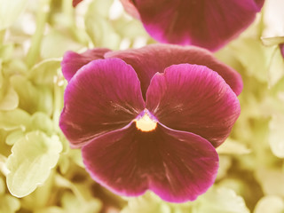 Retro looking Pansy viola flower