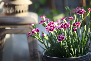 Nelke pink in Topf - quer