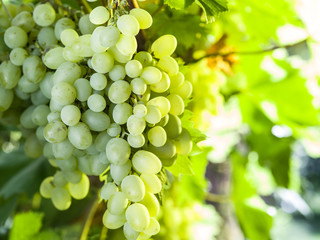 Ripe Kish-mish grapes on the vine.