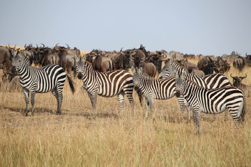 Naklejka na ściany i meble La grande migration - Masai Mara