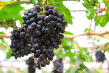 purple red grapes with green leaves on the vine. fresh fruits