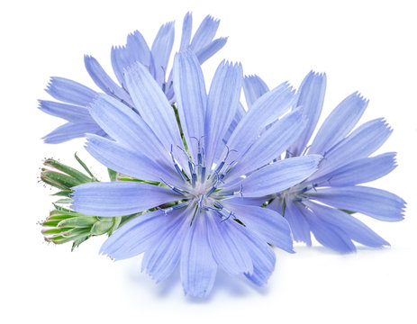 Chicory flowers isolated on the white background.