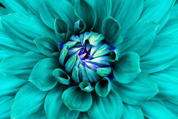 Dahlia flower closeup. Macro. Can be used in the design of the site and in printing. Also good for designers. Cyan, blue.