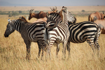 Zèbres - Masai Mara