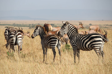 Fototapeta na wymiar Zèbres - Masai Mara