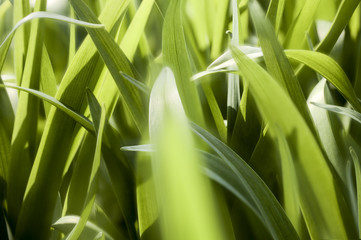 blurred macro of grass for backgrounds