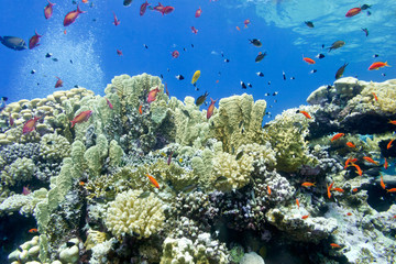 colorful coral reef with fire corals and fishes anthias in tropical sea , underwater
