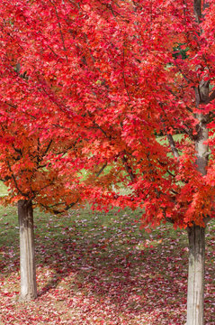 jard&iacute;n en oto&ntilde;o