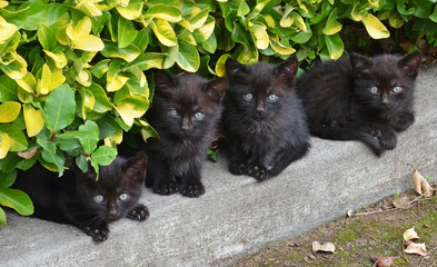 piccoli gatti neri fratelli