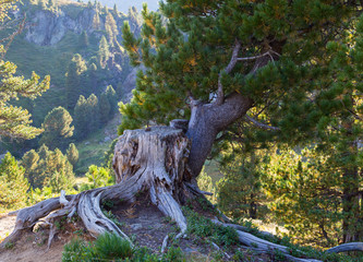 Alpine landscape . Mountain pine and roots on the rock.