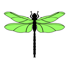 dragonfly, top view