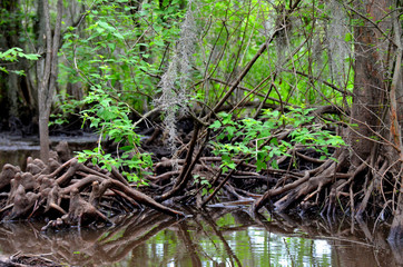 Cypress knees in a Louisiana swamp