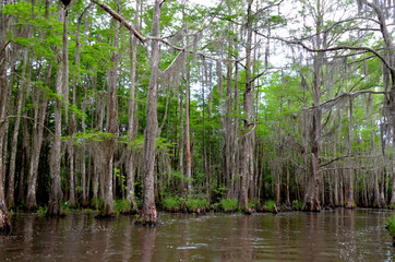 Louisiana Bayou, marshy swamp lands