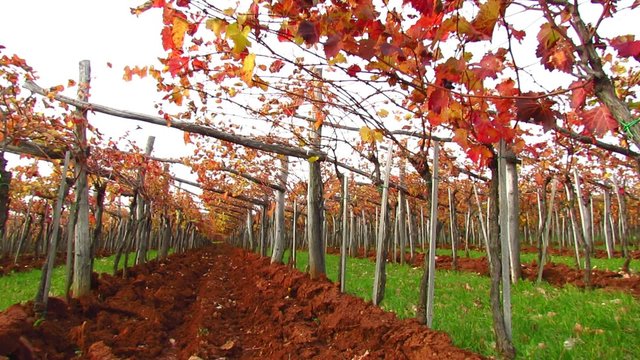 Trellis in Carst region with terra rosa soil - pan left