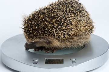 Little Hedgehog sitting on a scale © Manuel Findeis