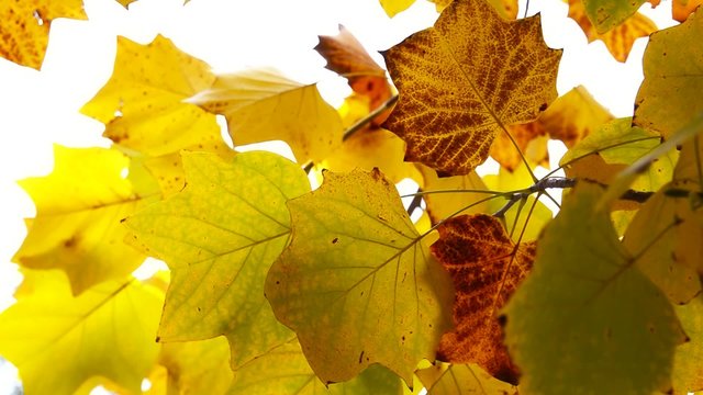 Autumn leaves in the park. Branch with leaves waving in the wind. Tulip poplar tree. Liriodendron tulipifera. High definition Full HD 1080, 30fps NTSC