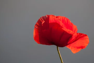 Photo sur Plexiglas Anti-reflet Coquelicots red poppy isolated on gray background