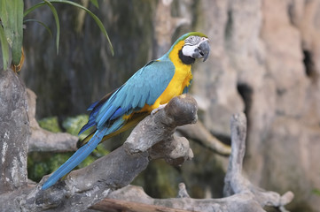 Macaw parrots/Colorful macaw parrots on branch.