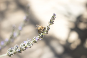 Lavendar herb bush honey bee sucking nectar