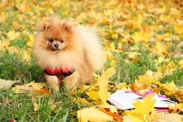 Clever dog with book. Pomeranian dog in autumn park with book. 