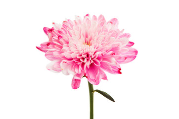 pink chrysanthemum - obrazy, fototapety, plakaty