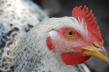White Char Chicken Close-Up Photo (Organic)
