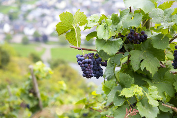 An image of a ready grapes in the bush in the hills of Mosel river in Germany.