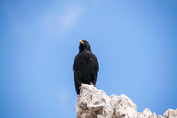 sitzender Rabe auf Felsen vor blauem Himmel