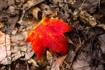 Red Maple leaf on the ground
