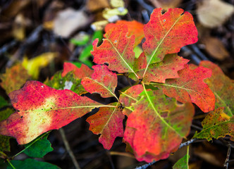 Red and green oak leaves near Gravenhurst, Muskoka Region of Ontario, Canada