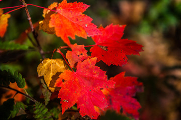 Red and amber maple leaves near Gravenhurst, Muskoka Region of Ontario, Canada