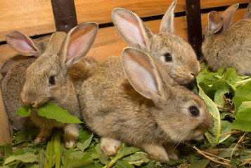 rabbits
