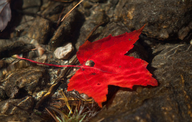 Red maple leaf under water near Gravenhurst, Muskoka Region of Ontario, Canada