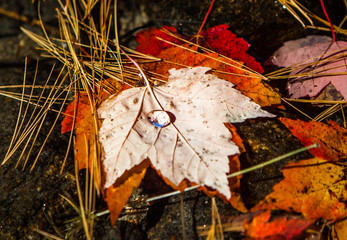 Water drop on the floating maple leaf near Gravenhurst, Muskoka Region of Ontario, Canada