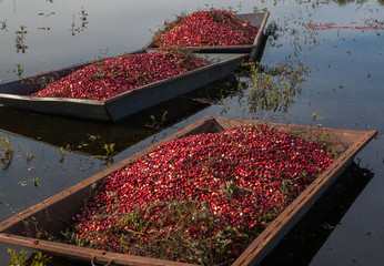 Harvested cranberries floating in the field in Muskoka Region of Ontario, Canada