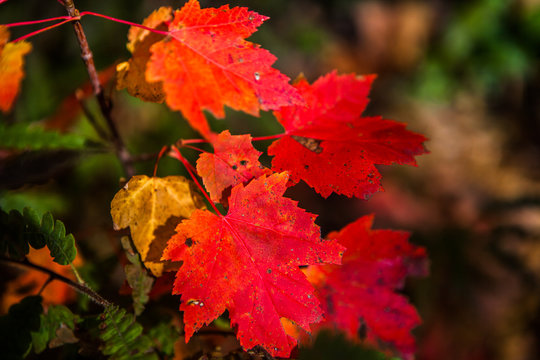 Red and amber maple leaves near Gravenhurst, Muskoka Region of Ontario, Canada