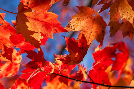 Red and amber maple leaves near Gravenhurst, Muskoka Region of Ontario, Canada