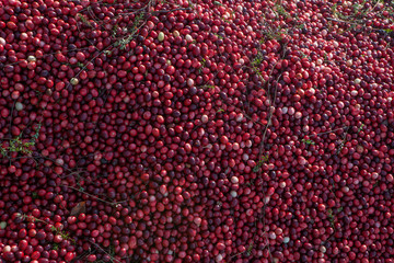 Cranberry mound in Muskoka Region of Ontario, Canada
