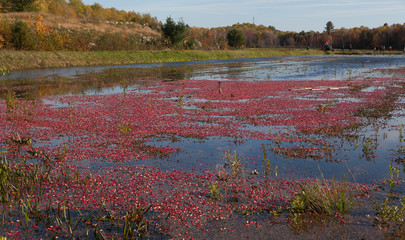 Field of floating cranberries during the harvest in Muskoka Region of Ontario, Canada