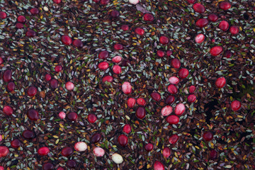 Floating cranberries during the harvest in Muskoka Region of Ontario, Canada