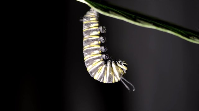 Monarch butterfly worm