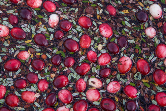 Floating cranberries close up in Muskoka Region of Ontario, Canada