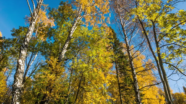 Colorful autumn deciduous and coniferous trees
