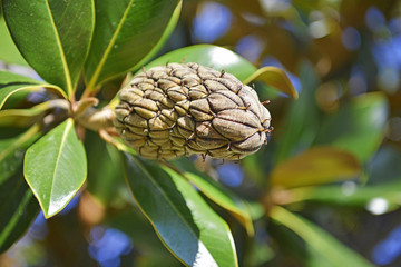 Magnolia chiusa.