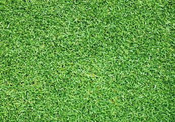 Fototapeta premium Golf Courses green lawn